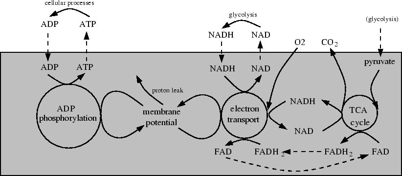 \begin{table}\includegraphics[height = 8cm]{mitoproc.eps}\end{table}