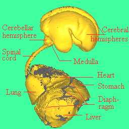 3D view of the fetal internal organs