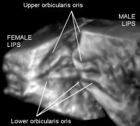 kissing - female and male lips