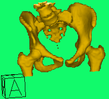 Pelvis