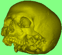 Skull